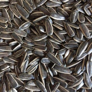 Natural Organic Sunflower Seeds for Cockatiel/Parrot/Macao/Love Bird Food -500gm