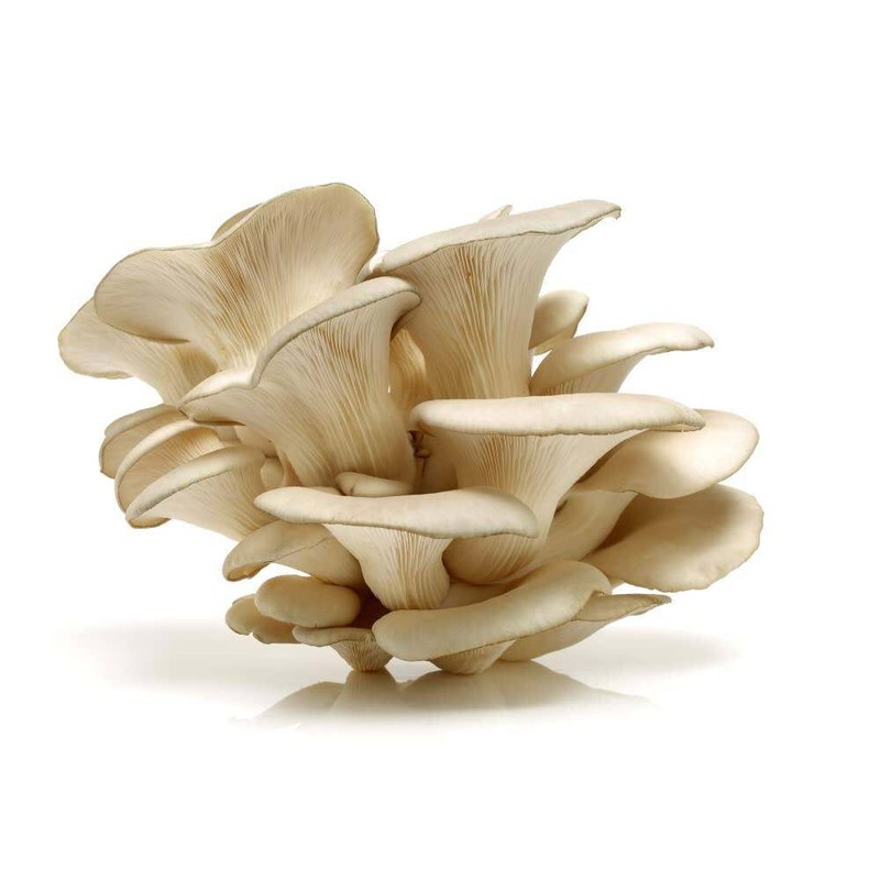 Oyester Dry Mushroom Mushroom Powder 50gm Oyester Dry Mushroom Dried Oyster Mushrooms Powder Dried Oyster Mushrooms, Organic Sliced Mushroom