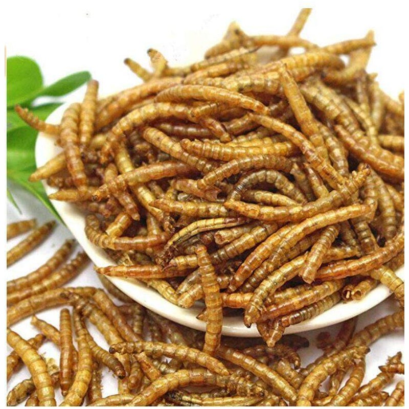 Mealworm Best For Vitamins And Minerals Of any Pet's